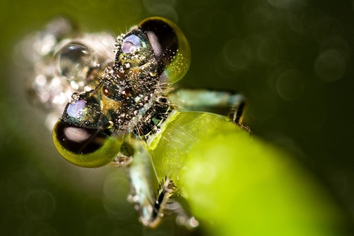 Libelle-im-Morgentau