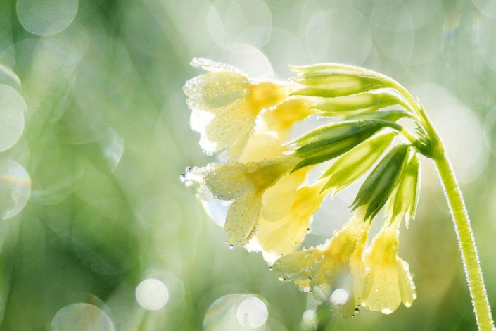 Morgenlicht